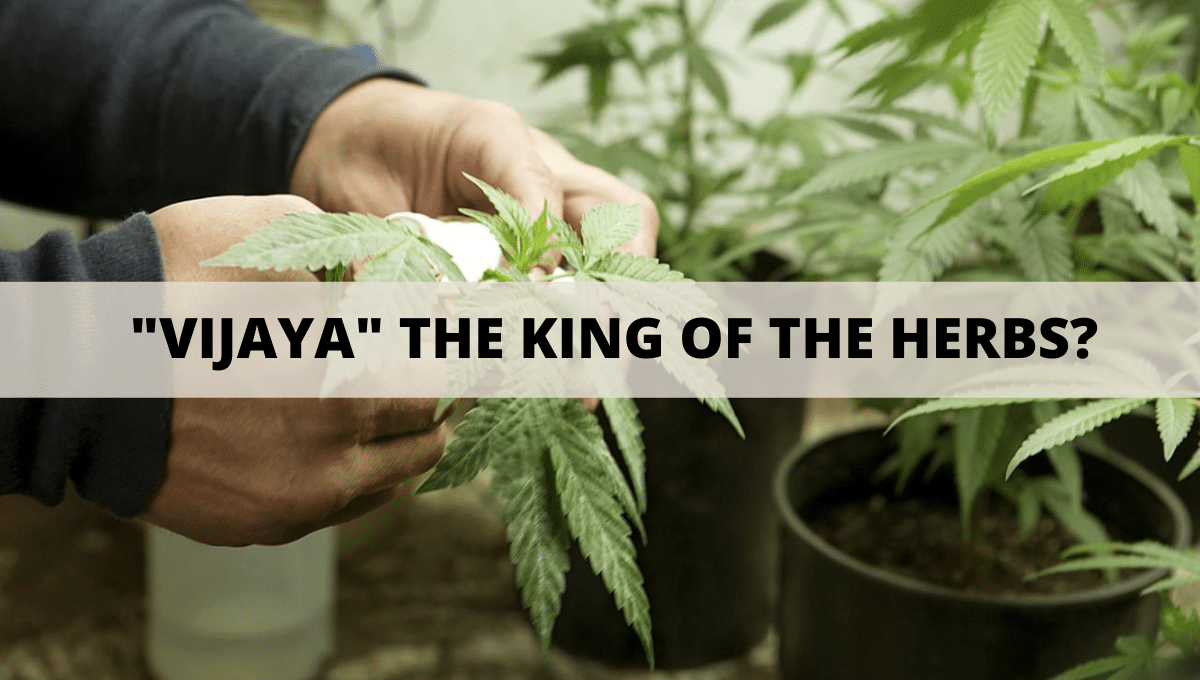 "VIJAYA" THE KING OF THE HERBS?