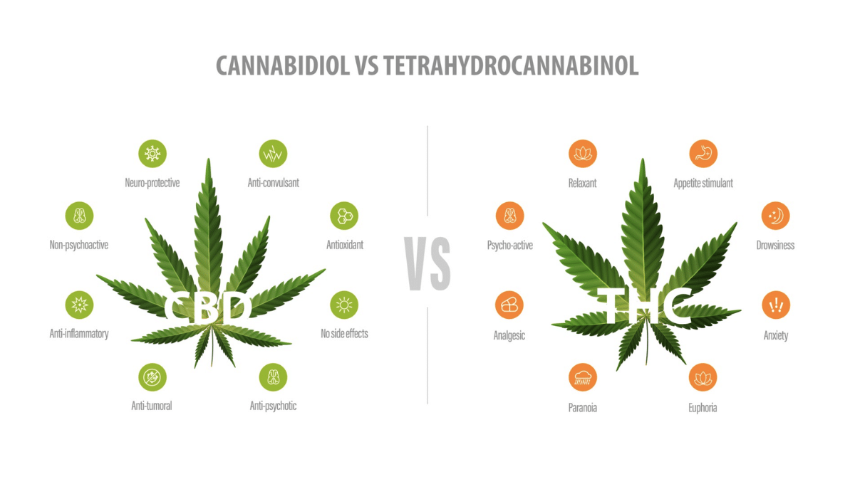 CBD vs THC