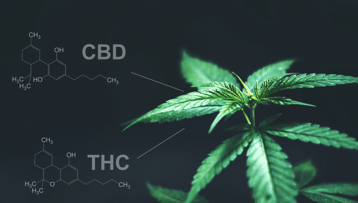 What's The Difference Between CBD & THC?