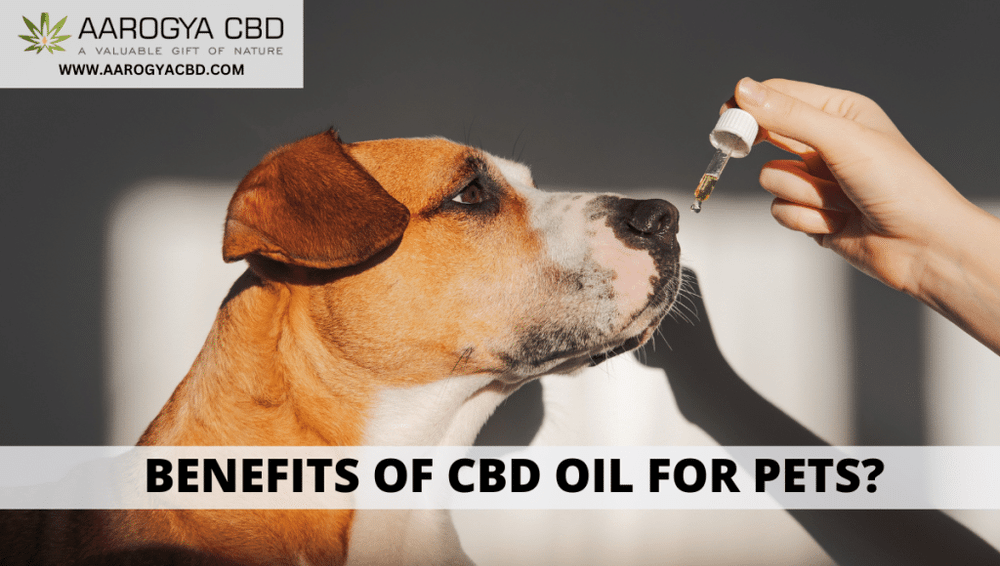 Benefits Of CBD oil For Pets