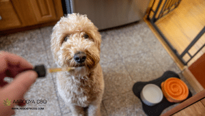 Understanding CBD and Its Benefits for Dogs