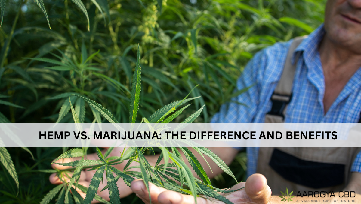 Hemp Vs. Marijuana: The Difference and Benefits