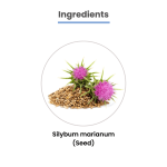 MediZen Milk Thistle 600mg | 80% Total Flavonoids | Enhanced Liver Health & Cancer Support | Specialized for Cancer Care | 60 Capsules
