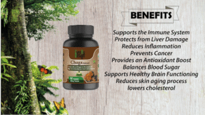 Chaga Mushroom