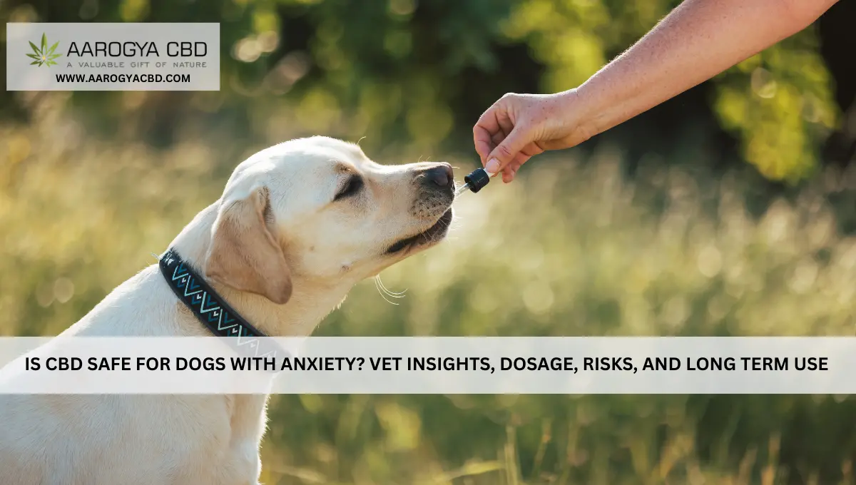 Is CBD Safe For Dogs With Anxiety? Vet Insights, Dosage, Risks, And Long Term Use